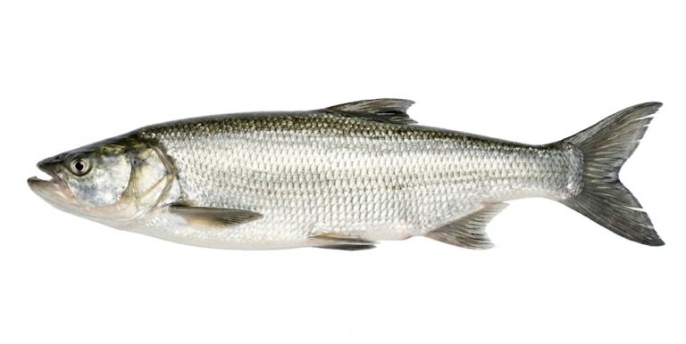 Boleń