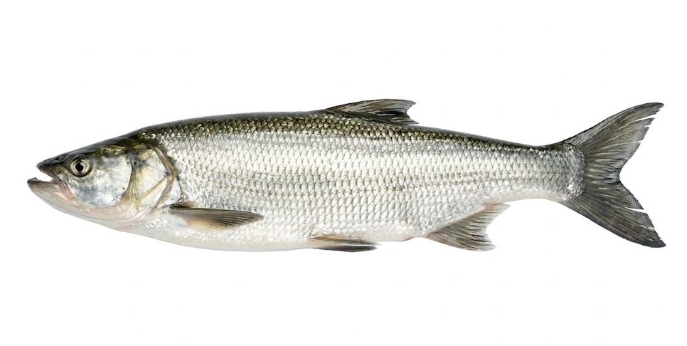 Boleń