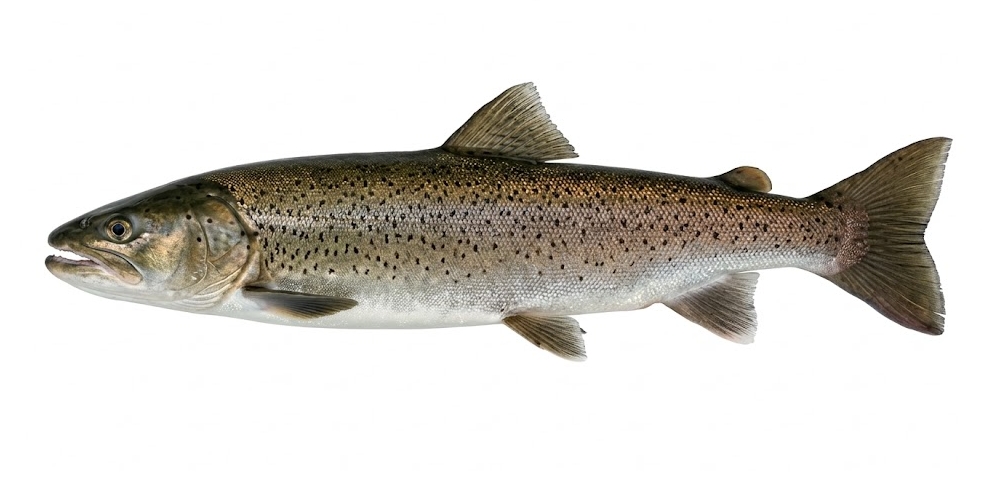 Głowacica