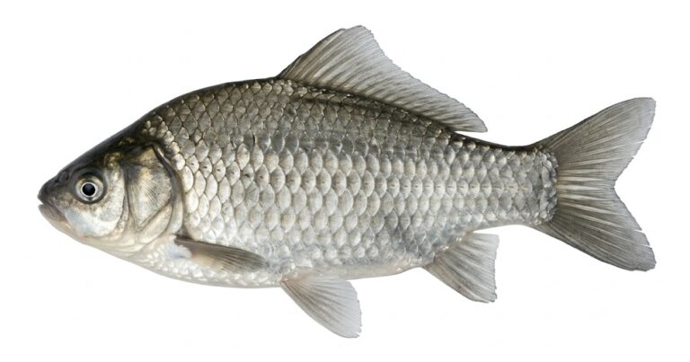 Karaś srebrzysty