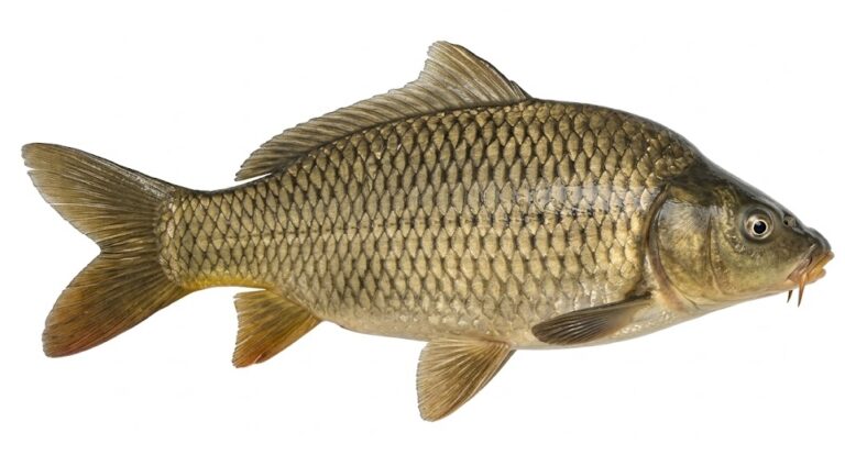 Karp