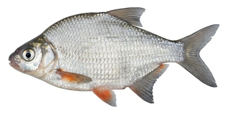 krąp