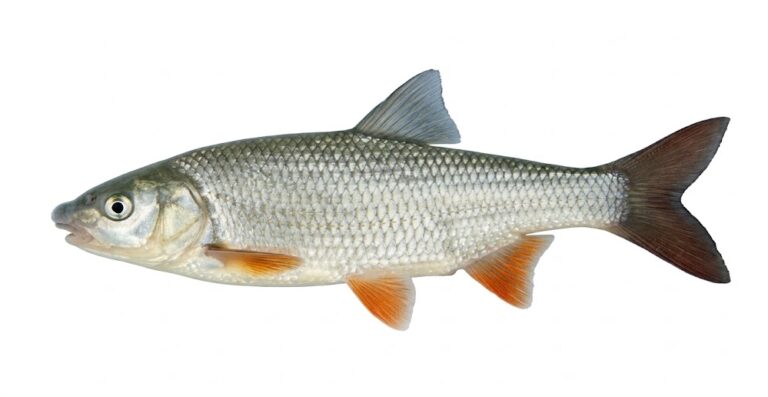 świnka