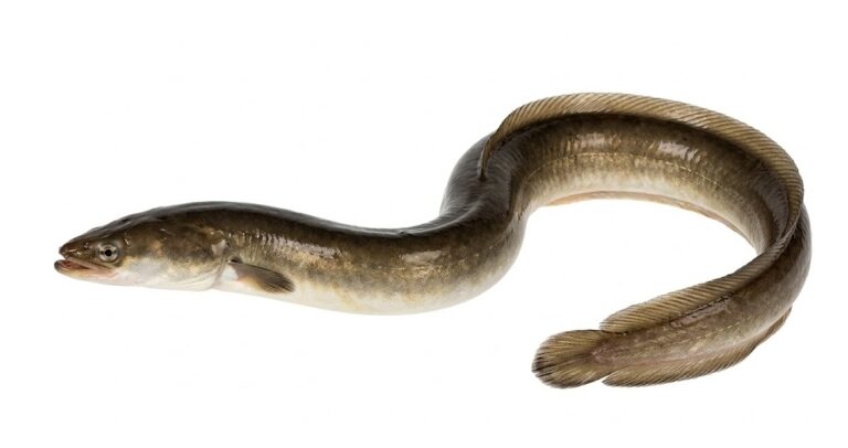 węgorz