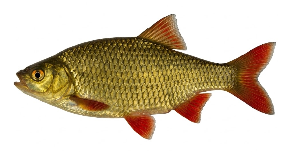 wzdręga